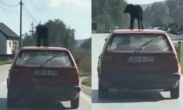 Nevjerovatna scena u BiH: Vozio psa na krovu automobila