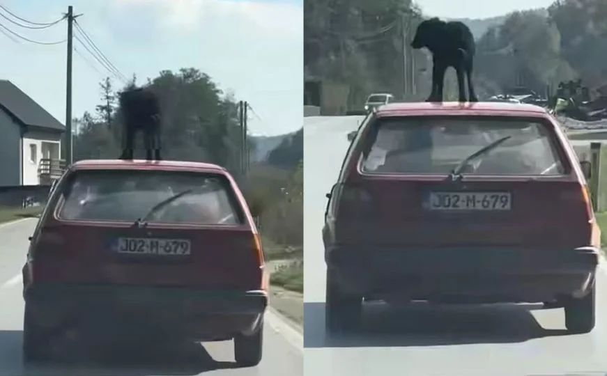 Nevjerovatna scena u BiH: Vozio psa na krovu automobila